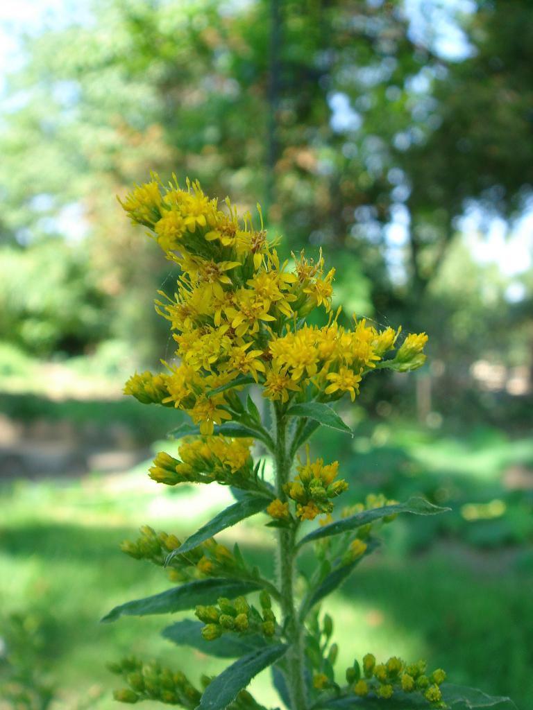 パリ植物園 キク科アキノキリンソウ属の植物の花 怠け者の散歩道２