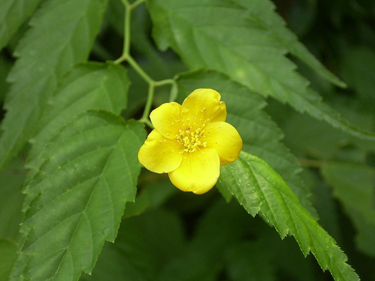 夏に咲くヤマブキの花 怠け者の散歩道２