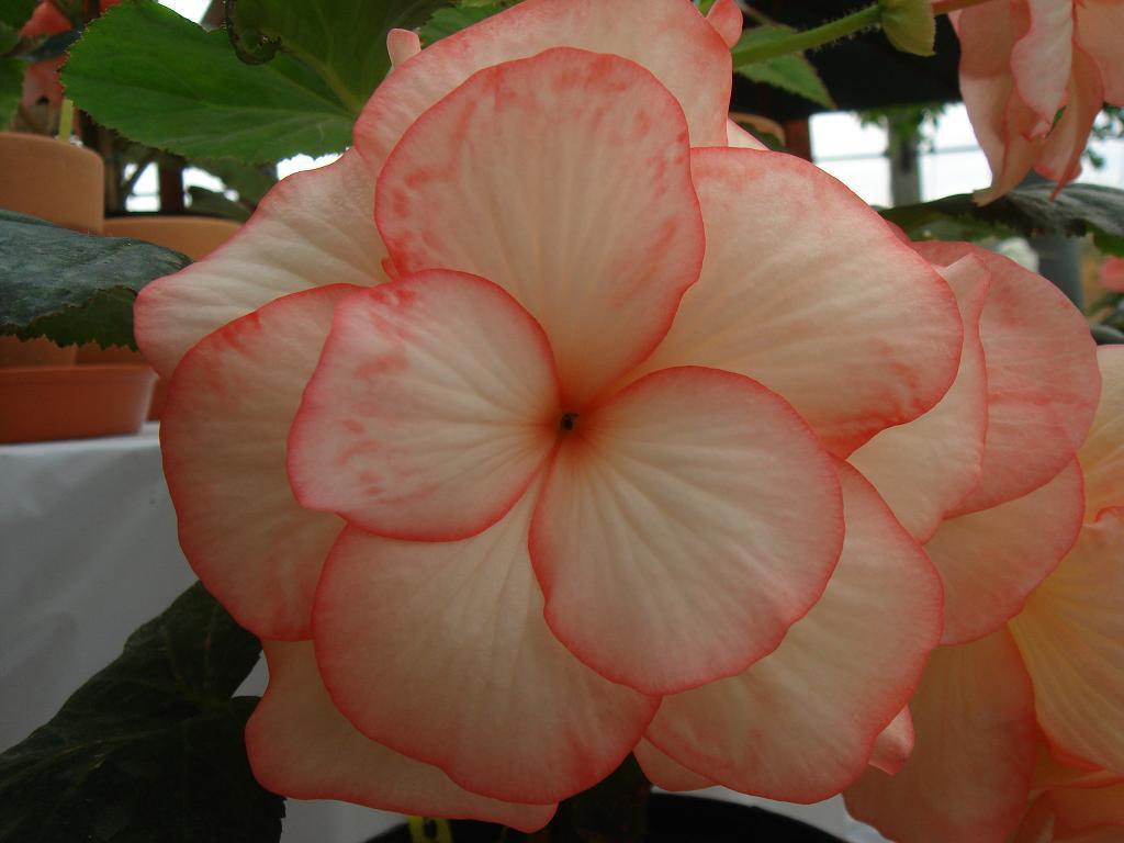 Begonia 'Fairlylight'