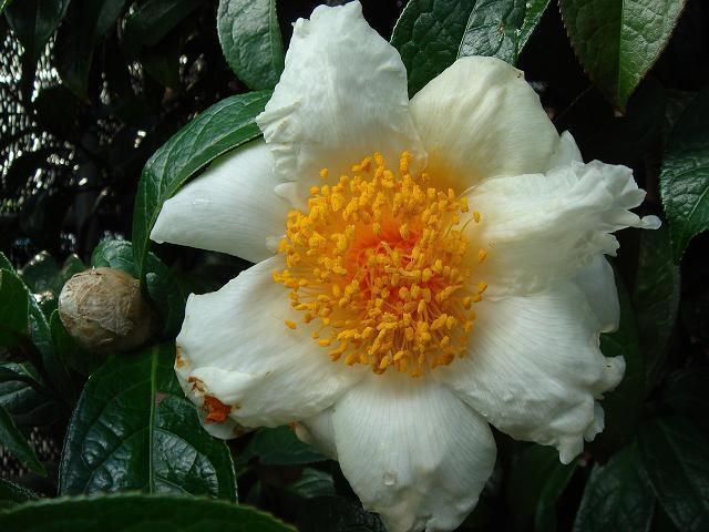 Camellia granthamiana
