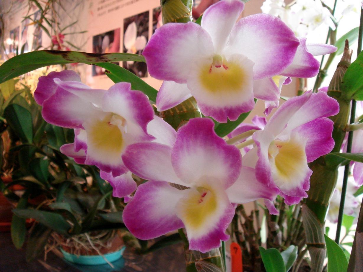 水戸市植物公園洋ラン展：デンドロビウムの交配種: 怠け者の散歩道2