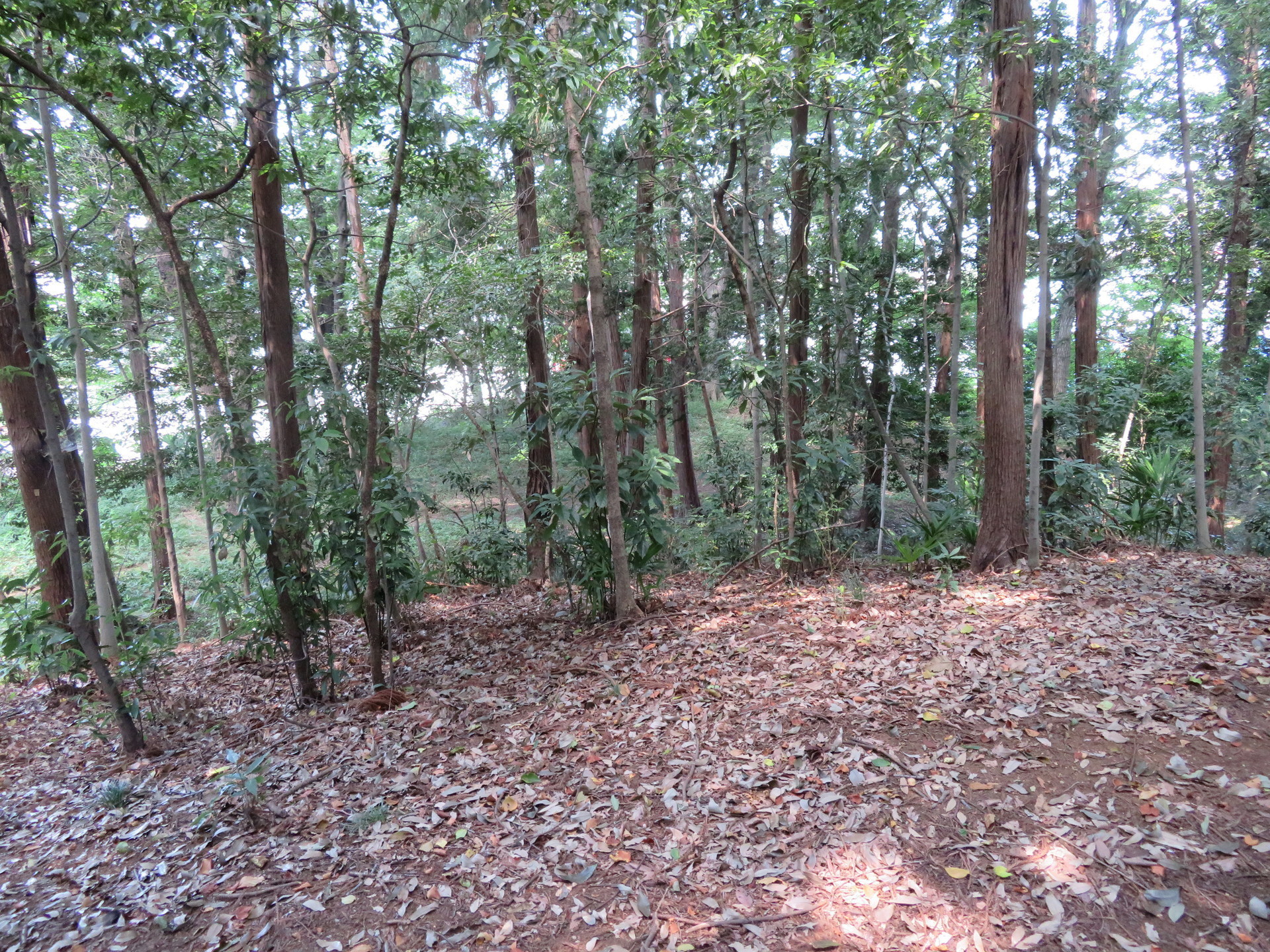 川越市:山王塚古墳 怠け者の散歩道2