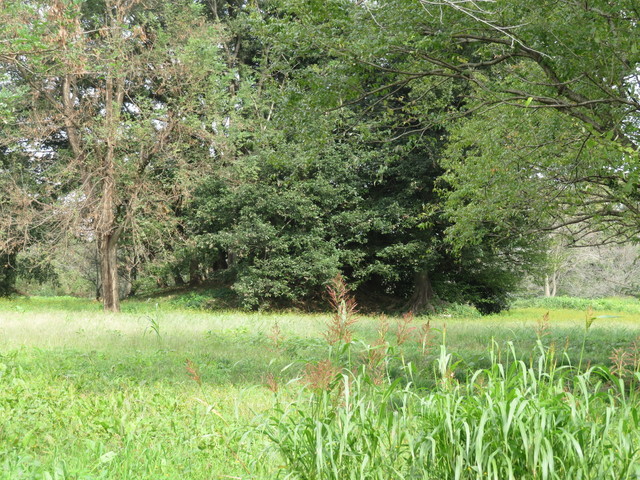 IMG_5625.JPG