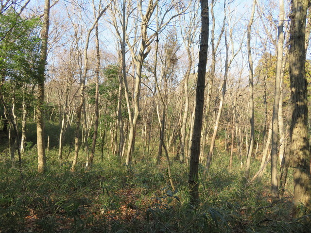 IMG_2570.JPG