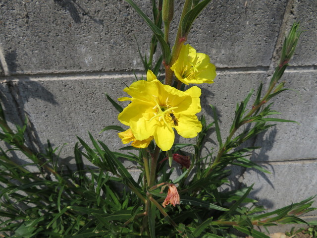 IMG_0376.JPG