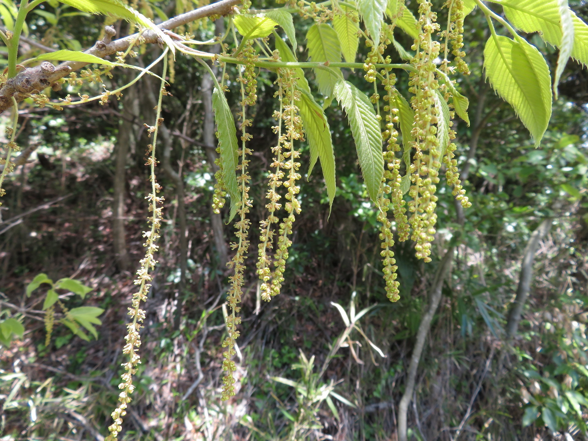 クヌギの花とコナラの雌花 怠け者の散歩道２