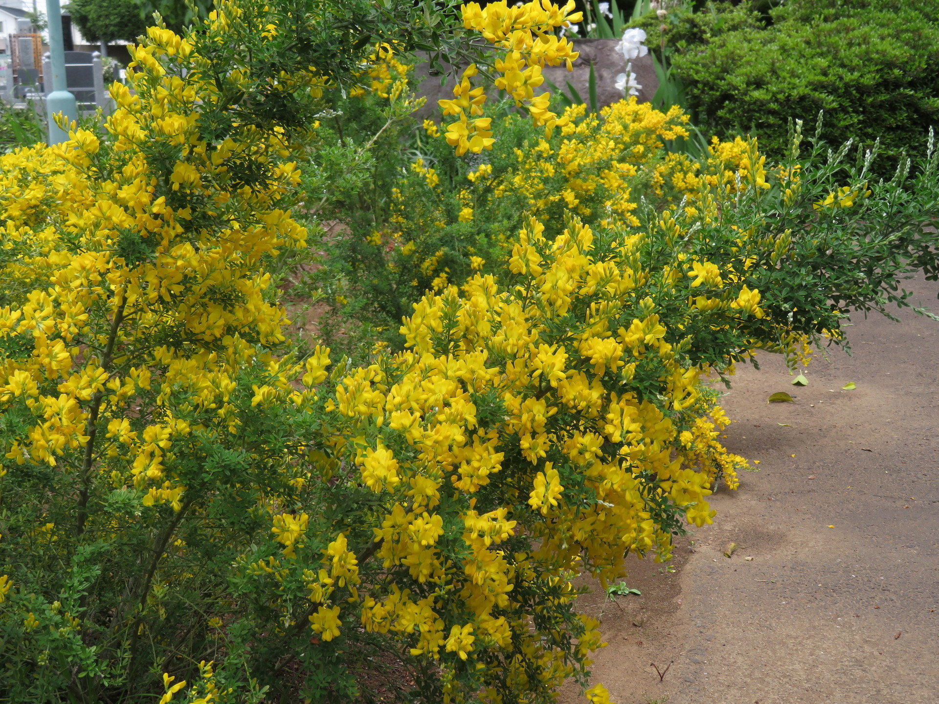 エニシダの花 怠け者の散歩道２