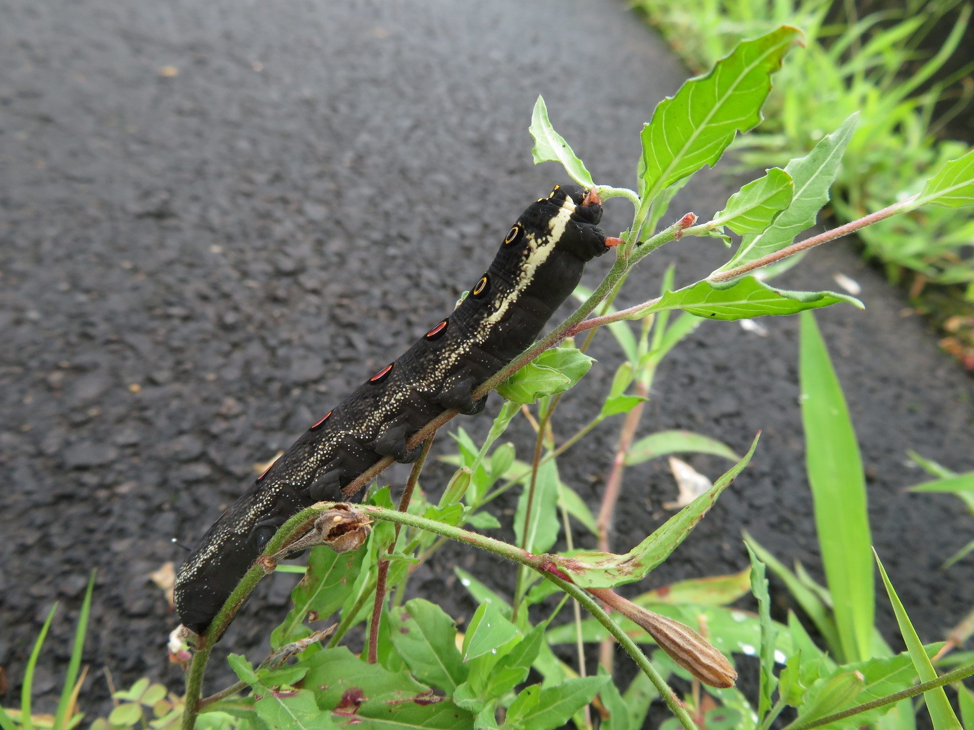 セスジスズメの幼虫 怠け者の散歩道２