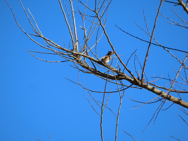 IMG_8771.JPG
