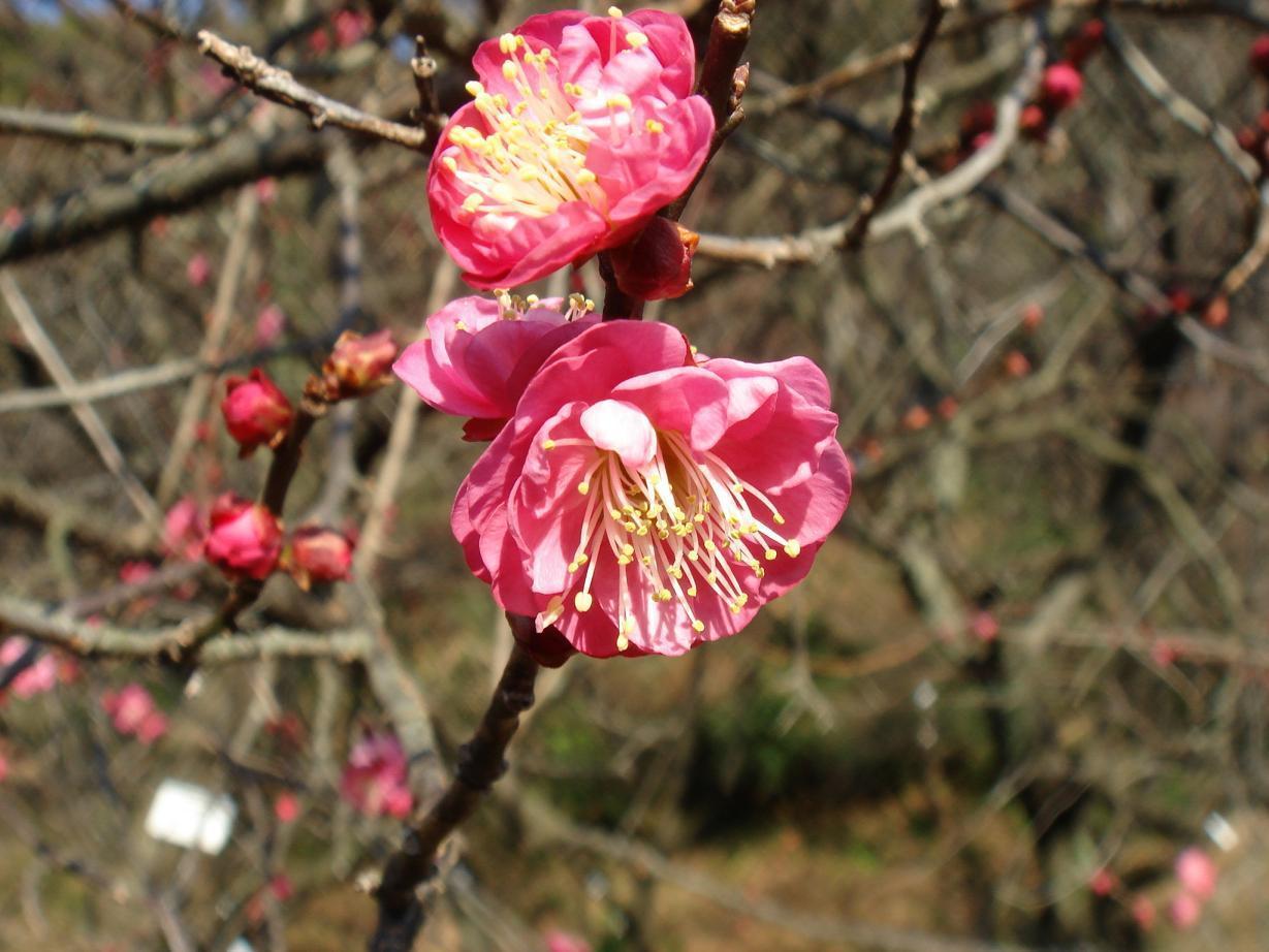 Prunus mume cv. Kangoromo