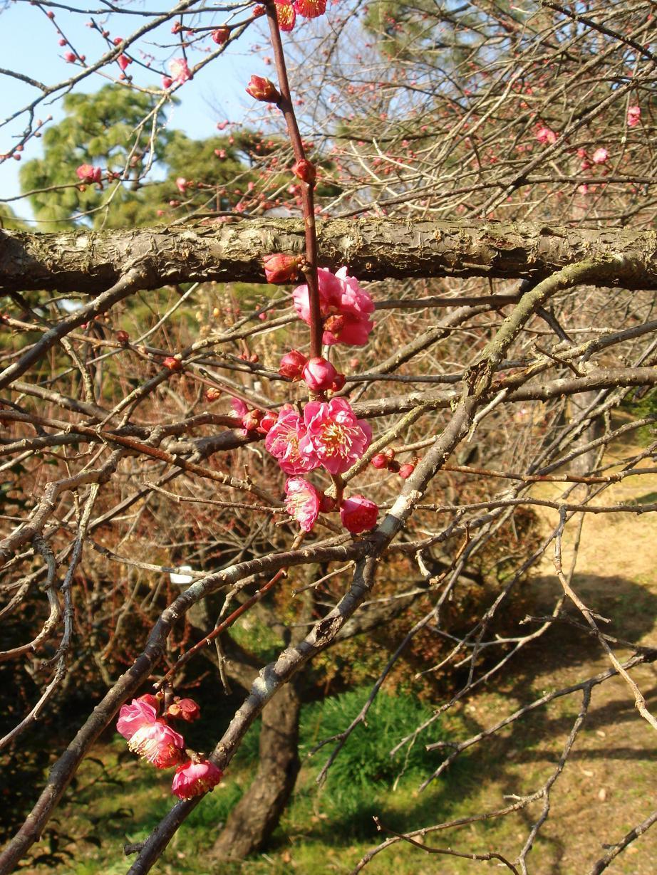 Prunus mume cv. Kangoromo