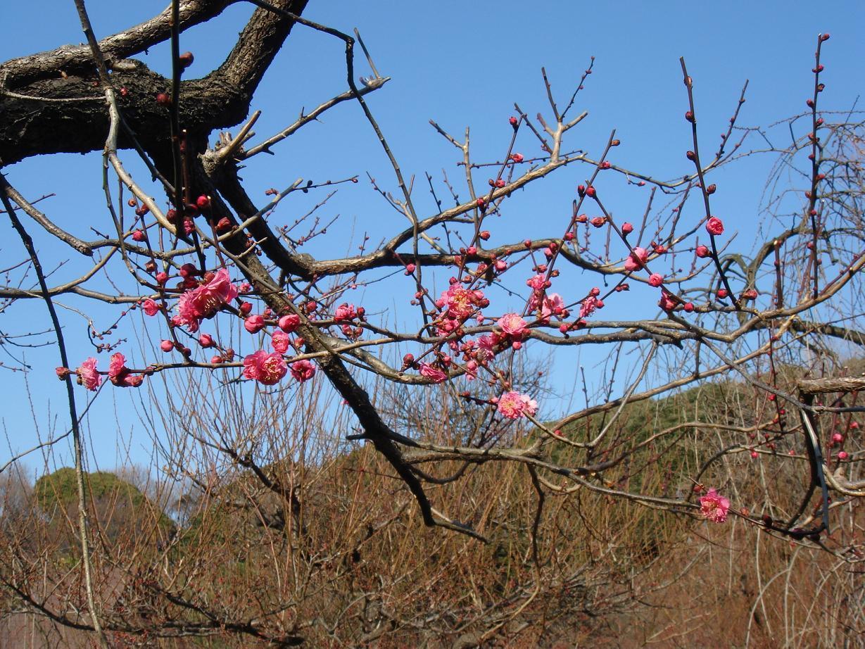 Prunus mume cv. Kankobai