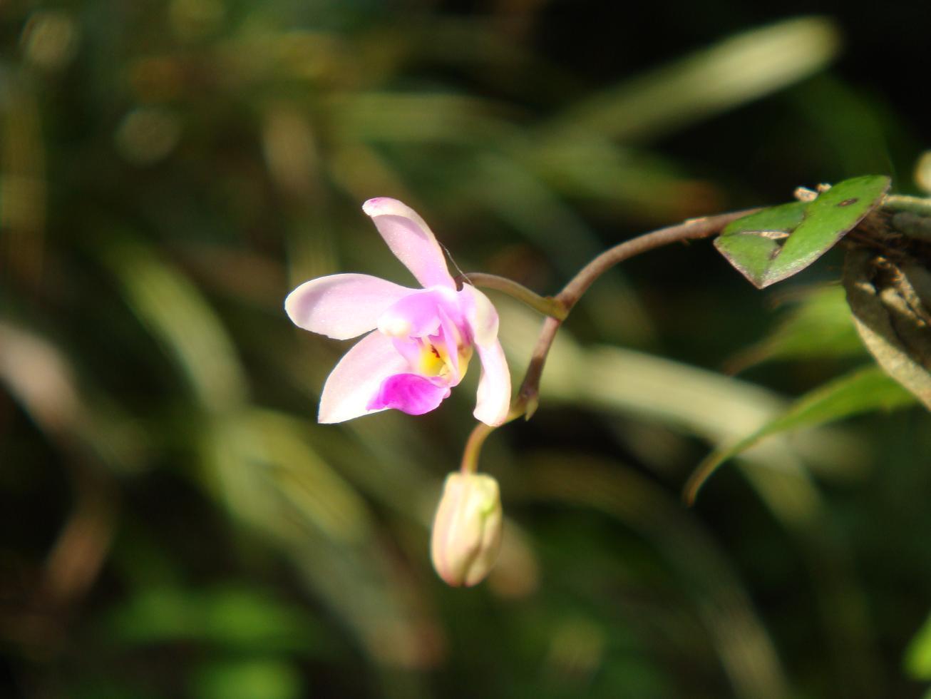 洋蘭原種 (525) 希少種 根がボコボコの種です。 落葉性胡蝶蘭 Phal. wilsonii ファレノプシス ウィルソニー - 鉢植え