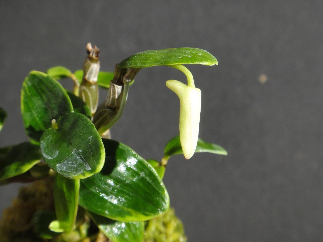 自宅のラン：長生蘭「於多賀金剛黄覆輪」 に蕾がついた: 怠け者