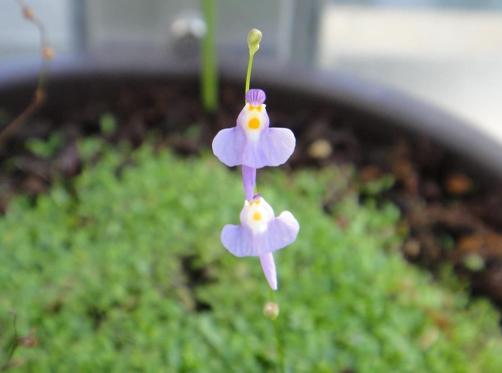 クリオネミミカキグサ Utricularia Warburgii 怠け者の散歩道２