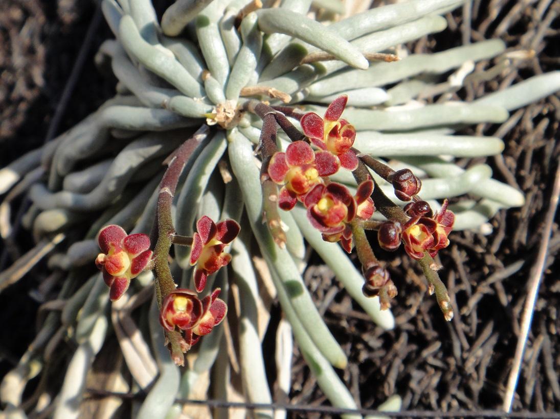 自宅のラン：キロスキスタ・ルニフェラ（Chiloschista lunifera）が開花: 怠け者の散歩道２