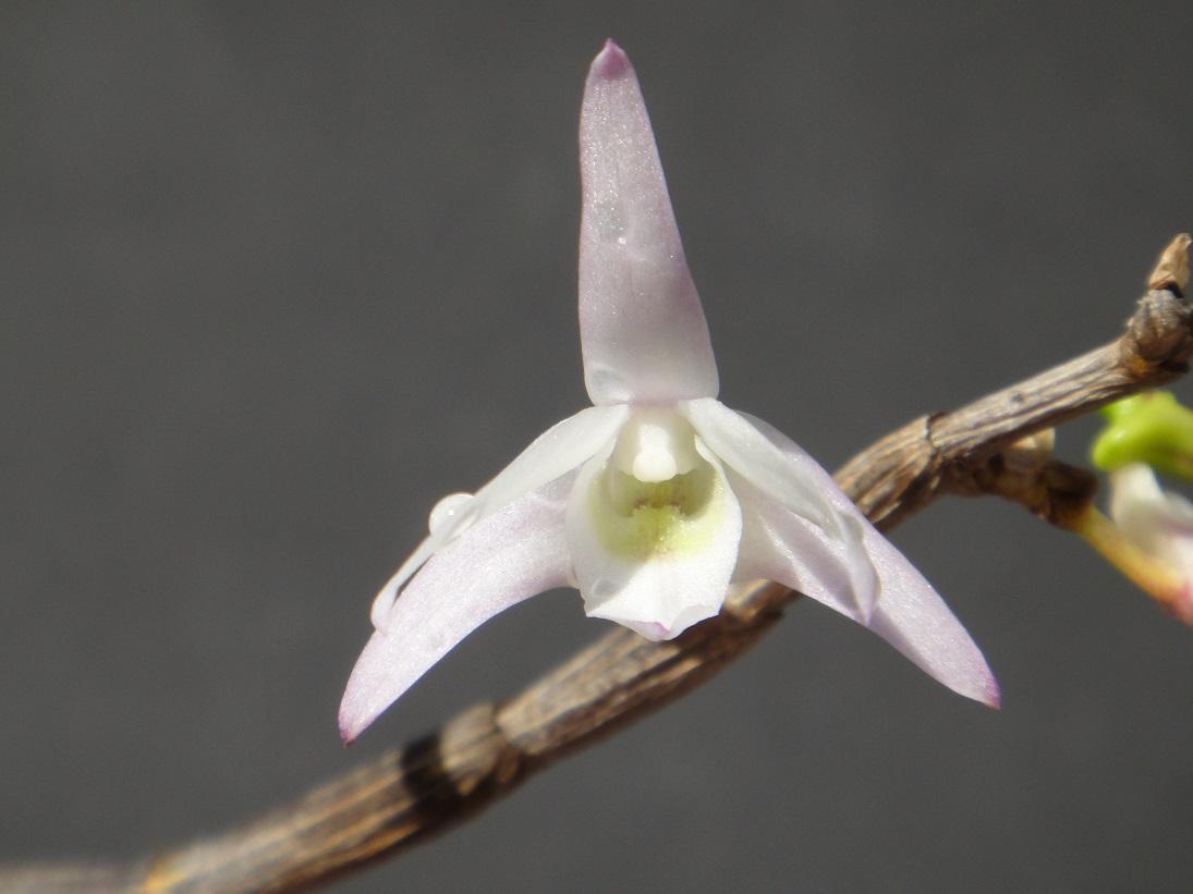 Dendrobium cv.