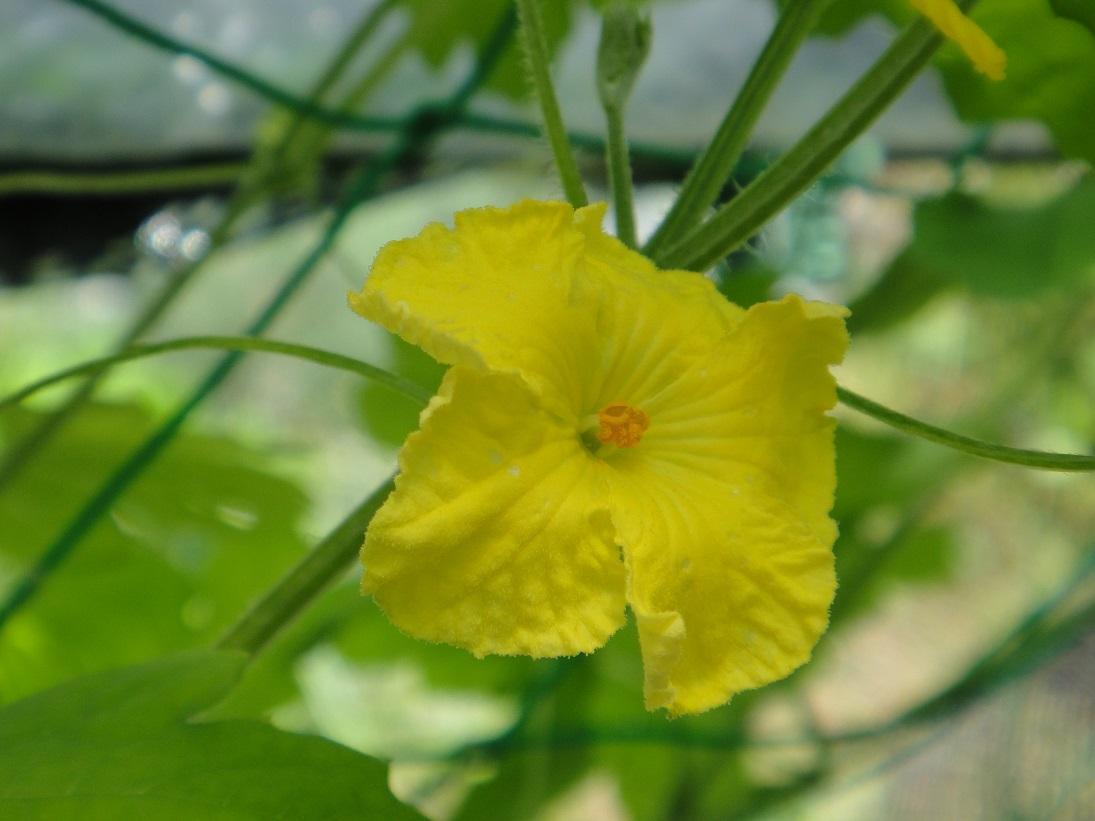 ツルレイシ ニガウリ ゴーヤー の花 怠け者の散歩道２