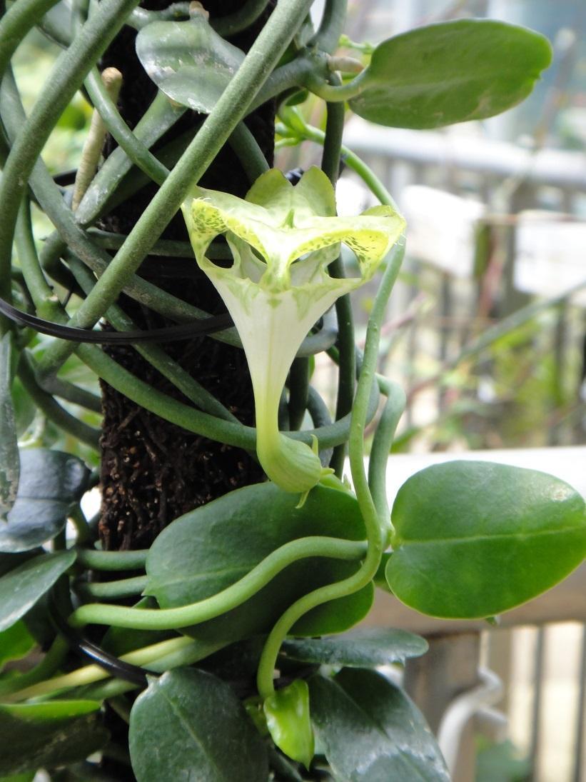 ceropegia