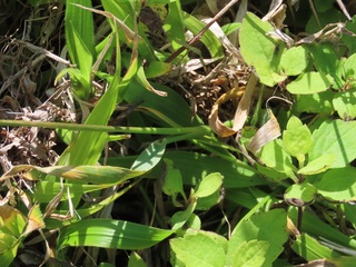 Bromus sp.