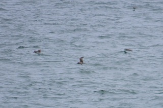 Calonectris_leucomelas_03.jpg