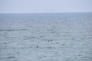 Calonectris leucomelas
