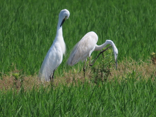 Ardea modesta