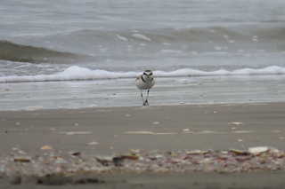 Charadrius alexandrinus
