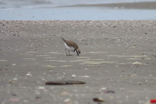 Charadrius alexandrinus