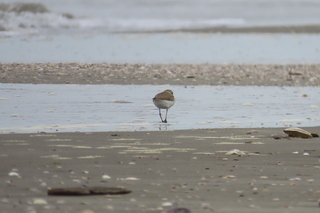 Charadrius alexandrinus