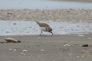 Charadrius alexandrinus
