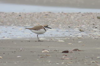 Charadrius alexandrinus