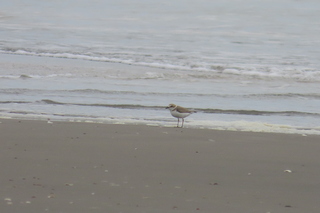 Charadrius alexandrinus