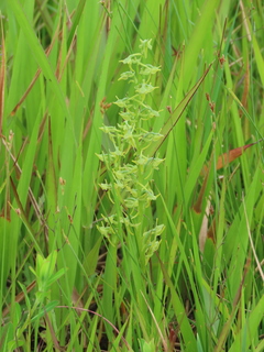 Platanthera mandarinorum subsp. mandarinorum var. oreades