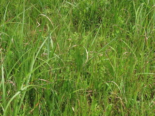 Platanthera mandarinorum subsp. mandarinorum var. oreades