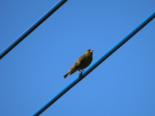 Chloris sinica