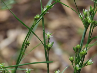 Juncus tenuis