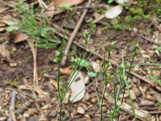 Juncus tenuis
