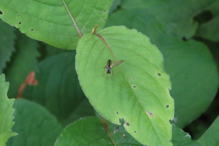 Dioctria nakanensis?