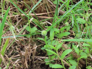 Cyperus brevifolius var. leiolepis