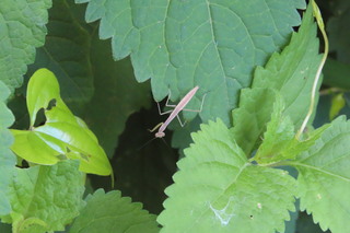 Tenodera aridifolia