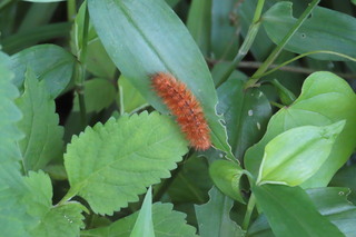 Spilarctia seriatopunctata?