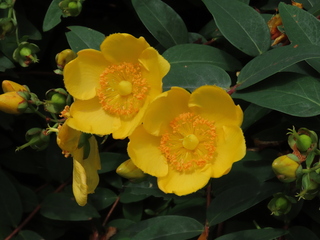Hypericum × hidcoteense