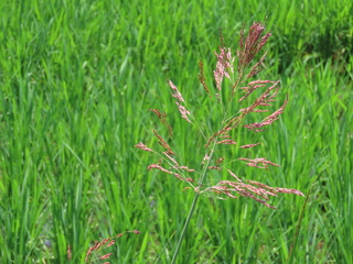 Sorghum halepense