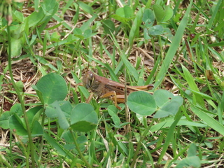 Patanga japonica