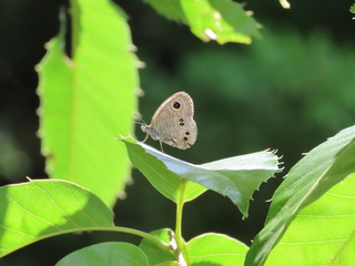 Ypthima argus