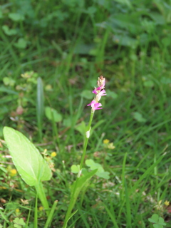 Spiranthes sinensis