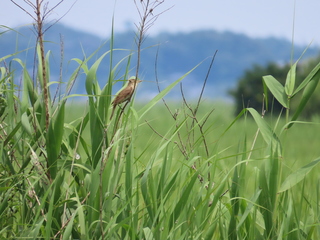 Acrocephalus orientalis