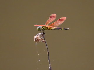 Deielia phaon
