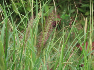 Pennisetum alopecuroides
